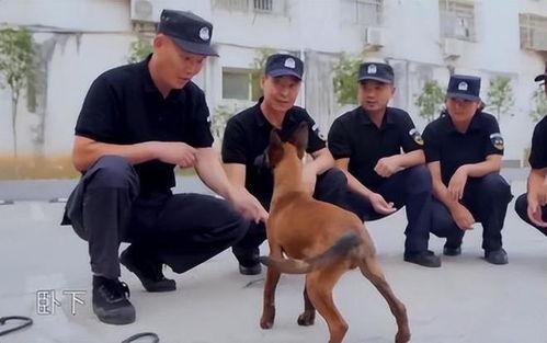 警犬巴打全集在线观看,忠诚守护，智慧追踪